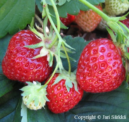 Fragaria x ananassa   'Jonsok'